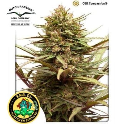 CBD Compassion Dutch Passion semillas cannabis