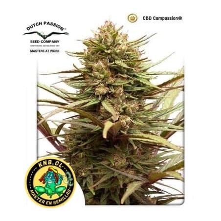 CBD Compassion Dutch Passion semillas cannabis