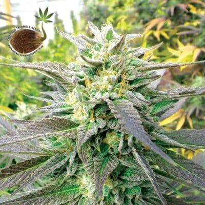 Blueberry Headband auto Emerald triangle Seeds