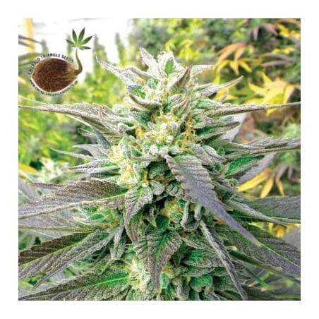 Blueberry Headband auto Emerald triangle Seeds