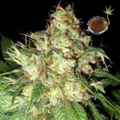 Bubba Cheese auto Emerald Triangle Seeds