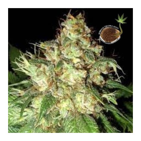 Bubba Cheese auto Emerald Triangle Seeds