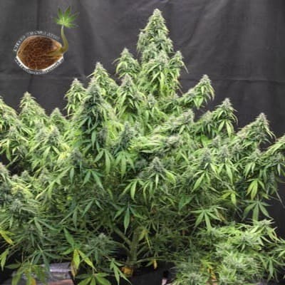 Headlights Kush auto Emerald Triangle