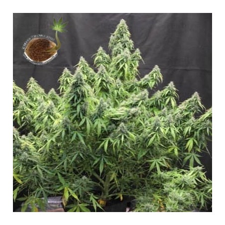 Headlights Kush auto Emerald Triangle