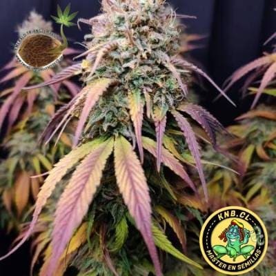 Semillas marihuana Cotton Candy Cane Emerald Triangle Seeds