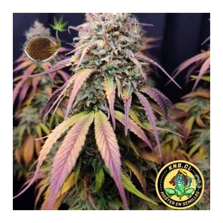 Semillas marihuana Cotton Candy Cane Emerald Triangle Seeds