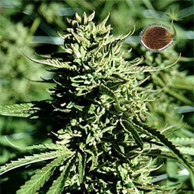 Lost Coast OG Emerald Triangle semillas cannabis