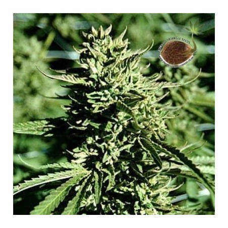 Lost Coast OG Emerald Triangle semillas cannabis