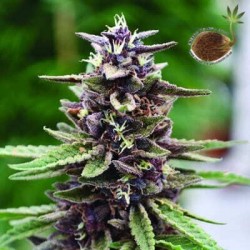 Royal Purple Kush Emerald Triangle semillas cannabis
