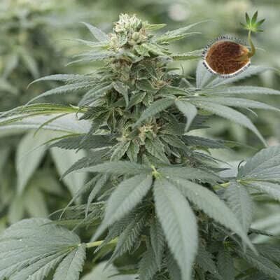 Gorilla Glue Emerald Triangle semillas cannabis