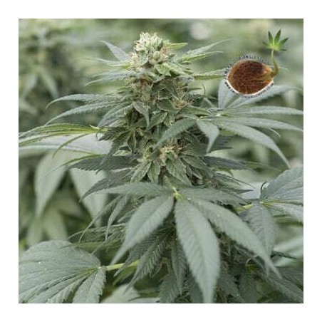Gorilla Glue Emerald Triangle semillas cannabis