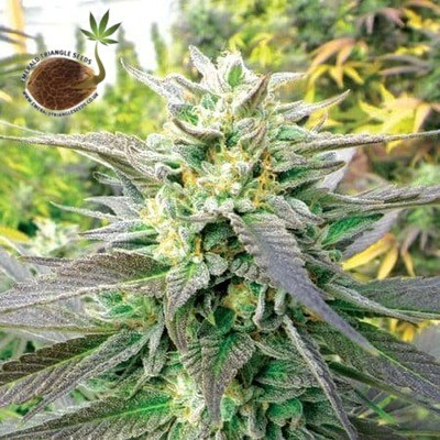 Blueberry Headband Emerald Triangle semillas cannabis