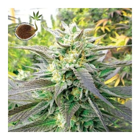 Blueberry Headband Emerald Triangle semillas cannabis