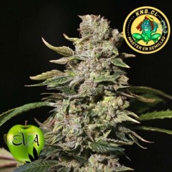 TNT Kush de Eva Seeds semillas cannabis