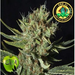 Only CBD Eva Seeds semillas cannabis