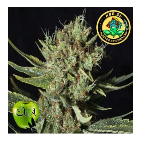 Only CBD Eva Seeds semillas cannabis