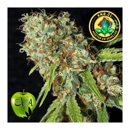 Jamaican Dream CBD Eva Seeds semillas