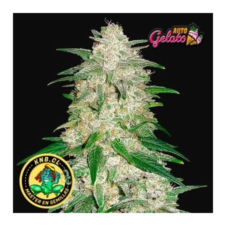 Gelato auto de Fast Buds semillas cannabis