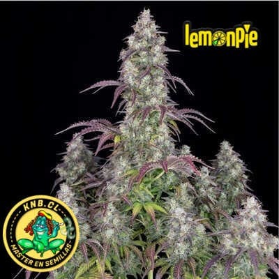 Lemon Pie auto de Fast Buds semillas