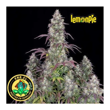 Lemon Pie auto de Fast Buds semillas