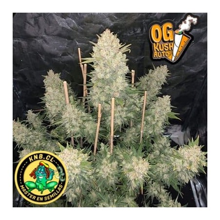 OG Kush auto Fast Buds semillas cannabis
