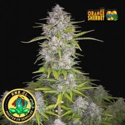 Orange Sherbet de Fast Buds semillas cannabis