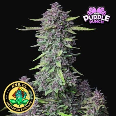 Purple Punch auto Fast Buds semillas