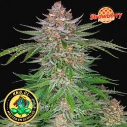 Strawberry Pie Fast Buds semillas cannabis