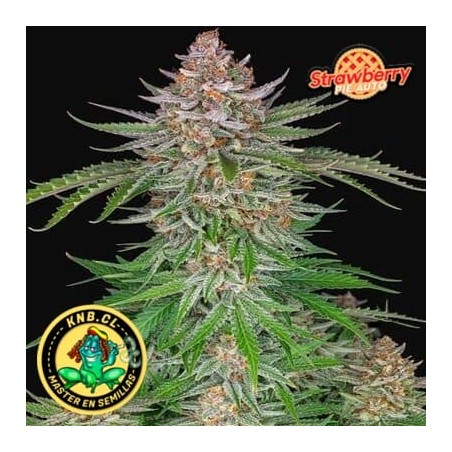 Strawberry Pie Fast Buds semillas cannabis