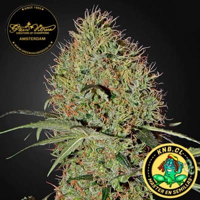 Super Bud auto de Green House semillas