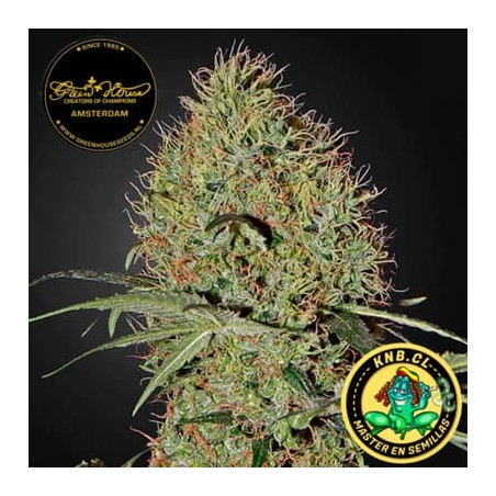 Super Bud auto de Green House semillas