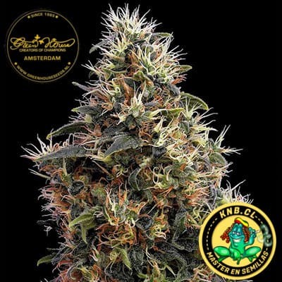 Sweet Mango auto de Green House semillas