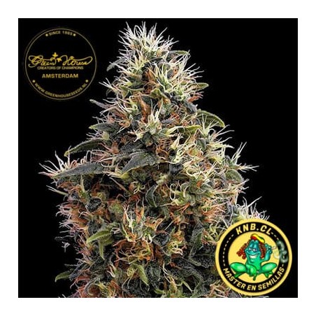 Sweet Mango auto de Green House semillas