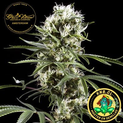 Lemon Skunk de Green House