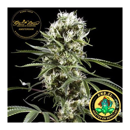 Lemon Skunk de Green House