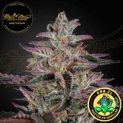 Banana Krumble Green House semillas