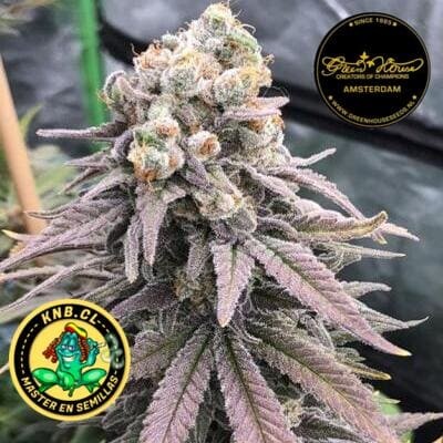 Wonder Pie Green House