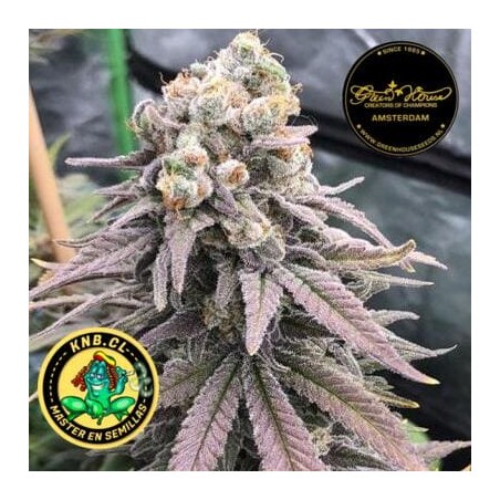 Wonder Pie Green House