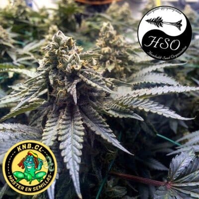 OG Kush auto de Humboldt Seeds semillas