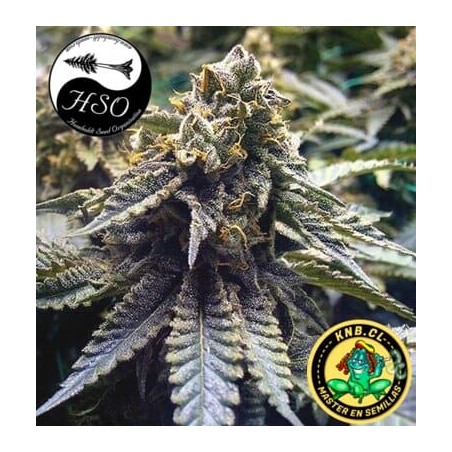 Chocolate Mint OG auto Humboldt Seeds