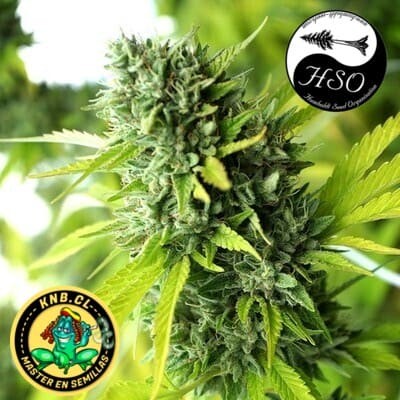 Mango OG auto Humboldt Seeds