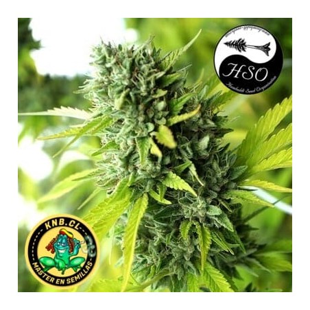 Mango OG auto Humboldt Seeds