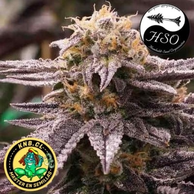 OGKZ auto Humboldt Seeds