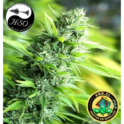 Banana Sapphire Humboldt Semillas cannabis