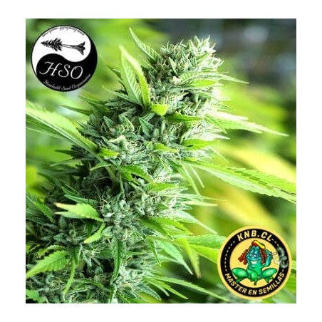 Banana Sapphire Humboldt Semillas cannabis