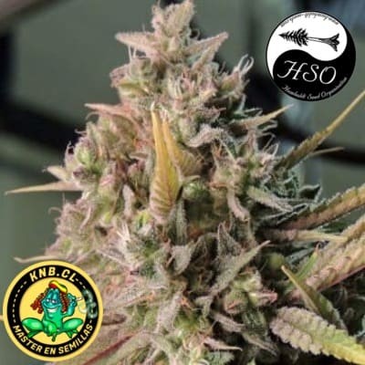 Cinnamon Buddha OG Humboldt semillas cannabis