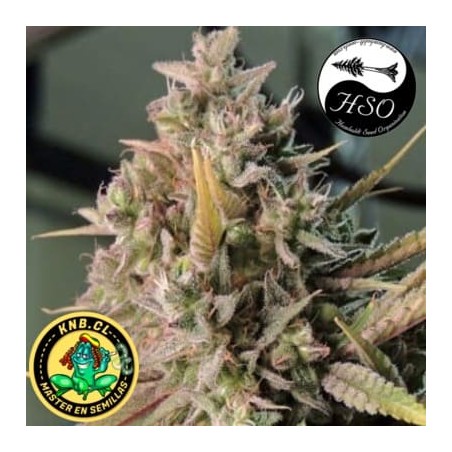 Cinnamon Buddha OG Humboldt semillas cannabis