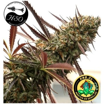 Ghost of NYC de Humboldt semillas cannabis