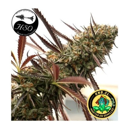 Ghost of NYC de Humboldt semillas cannabis