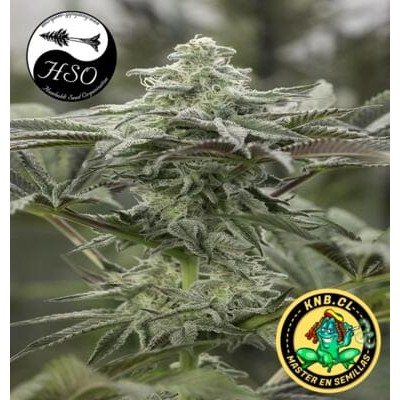 Lemon Citron de Humboldt Seeds